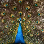 Zoo Peacock